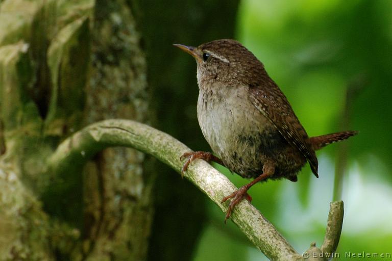 ENE-20080625-0032.jpg - [nl] Winterkoning ( Troglodytes troglodytes ) | Ommeren, Nederland[en] Wren ( Troglodytes troglodytes ) | Ommeren, The Netherlands